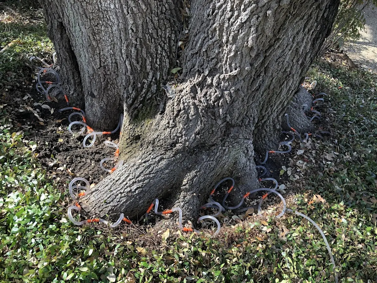 Detailed Tree Cabling and Bracing job site in Claysville